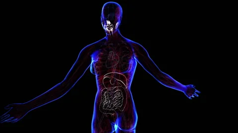 Female Digestive System Stock Footage 63207790