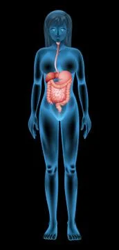 Female digestive system Stock Illustration