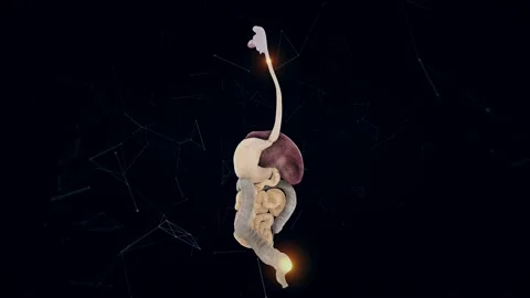 Female Digestive System v1 4k Stock Footage 145351207