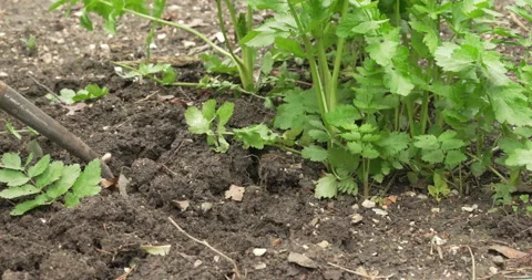 A female digging the ground with a garden fork to harvest parsnips Stock Footage 239534778