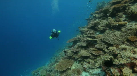 Female diver diving along reef Stock Footage
