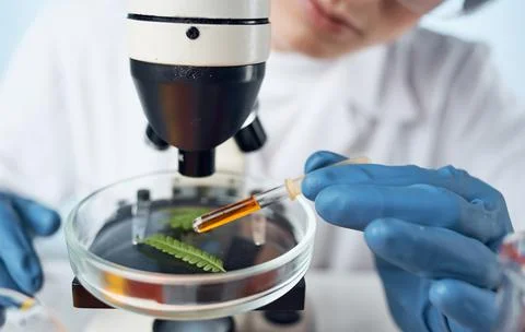 Female doctor sitting at the table microscope research biotechnology isolated Stock Photos