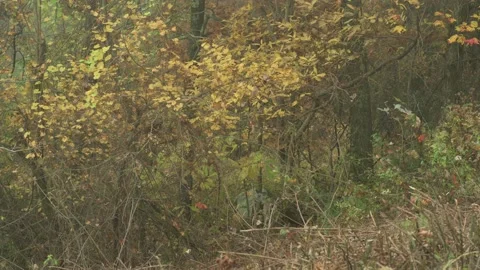 Female doe deer in fall colored yellow forest trees Stock Footage 169259514