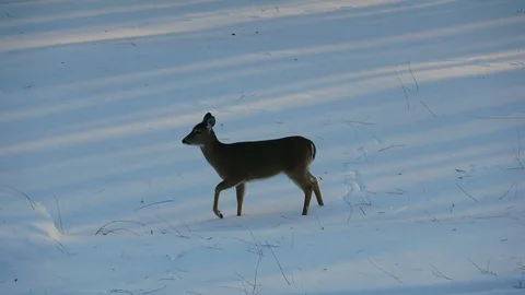 Female doe deer searches for food in snow on sunny winter afternoon. Stock Footage