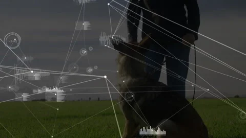 Female dog handler giving command guiding Shepherd with network overlay tracking Video stock 314687846