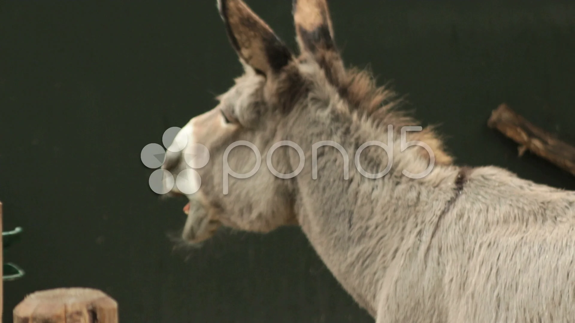 Female donkey braying