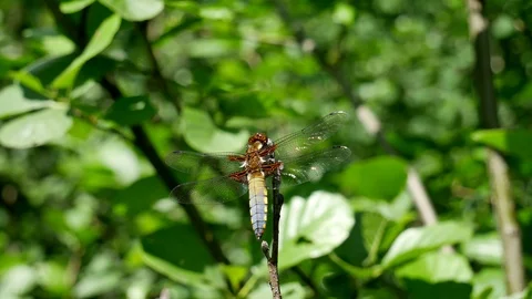 Female of a dragonfly. Video stock 117097266