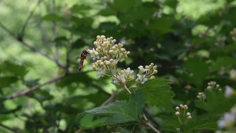 Female drone fly &amp; lanceshrub flowers Video stock 82671253