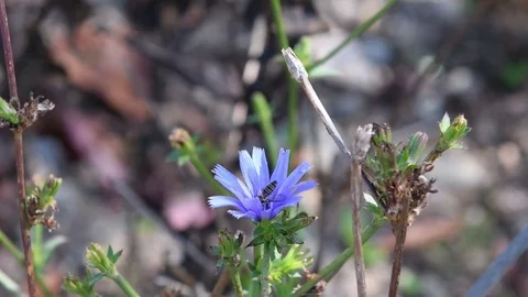Female dronefly &amp; chicory flower Video stock 83063094