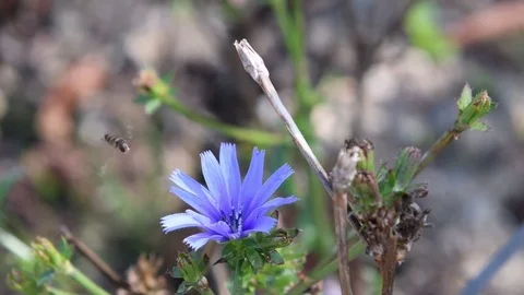 Female dronefly hovering Stock Footage 83063081