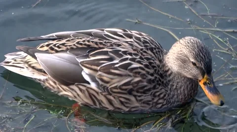 Female Duck Video stock 46663848