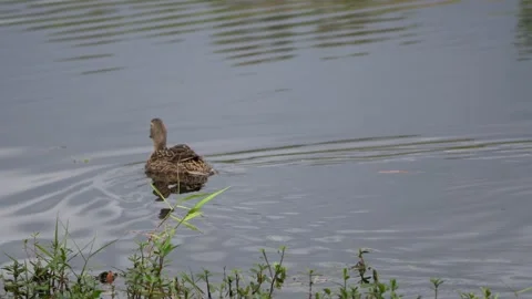Female Duck Stock Footage 171946062