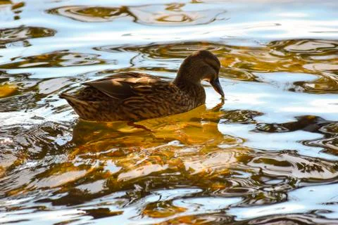 Female Duck Paddling in Still Water Saratoga NSW Australia Stock Photos