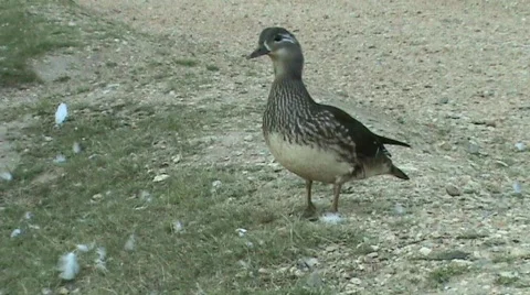 Female duck preening Video stock 457571