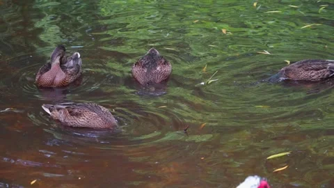 Female ducks swimming Stock Footage 277297239
