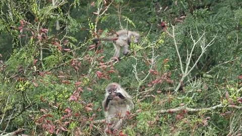 Female Dusky leaf monkey (Trachypithecus obscurus) with her playful offspring. 스톡 동영상 255887770