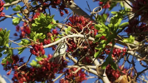 A female dusky sunbird perches on a thin branch, drinking nectar from the red Video stock 333350431