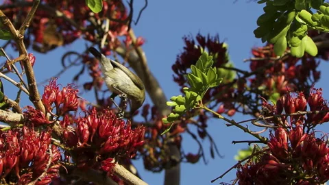 A female dusky sunbird sits on a thin branch and bends down to drink nectar Vidéo 333290308