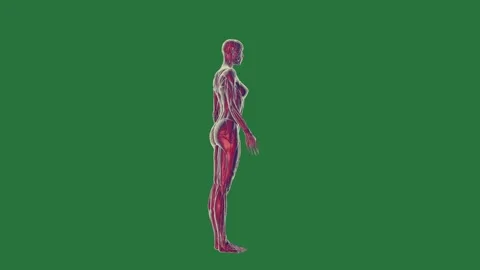Female Dynamic - Chroma Key Green Screen Footage Vidéo 338011559
