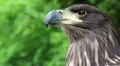 Female eagle, bird of prey HD Footage