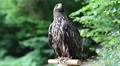 Female eagle, bird of prey HD Footage