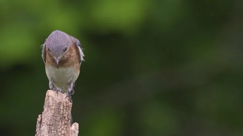 Female Eastern Bluebird Stock Footage 194352194