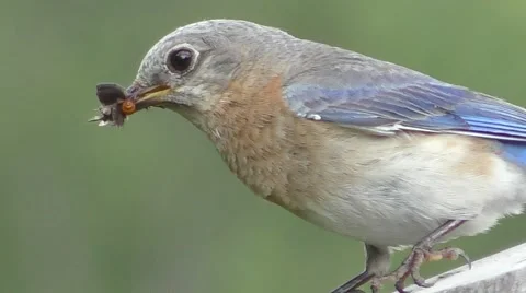 Female Eastern Bluebird at a Nest Box Stock Footage