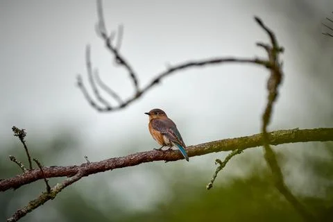 Female Eastern Bluebird perched on a pine tree branch at Skidaway Island St.. Stock Photos