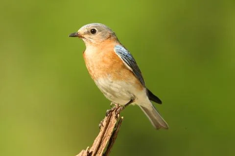 Female eastern bluebird Stock Photos