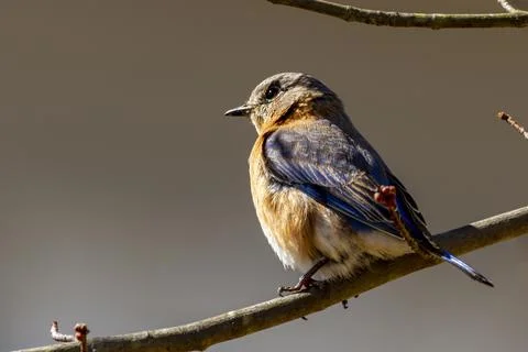 A female Eastern bluebird,  small migratory thrush song bird (Sialia sialis)  Stock Photos