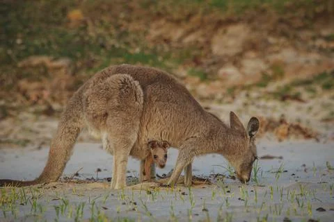 Female Eastern Grey Kangaroo with her Joey Stock Photos