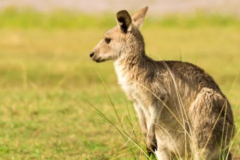 Female Eastern Grey Kangaroo in open Field Stock Photos