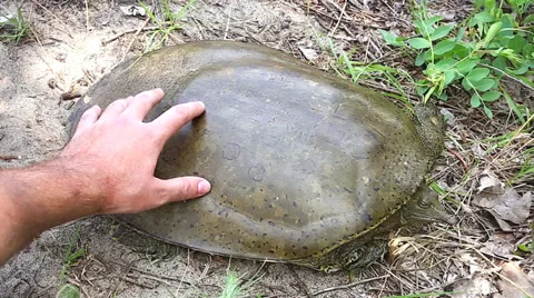 A female Eastern Spiny Softshell is measured as part of a research project Stock Footage 25324306