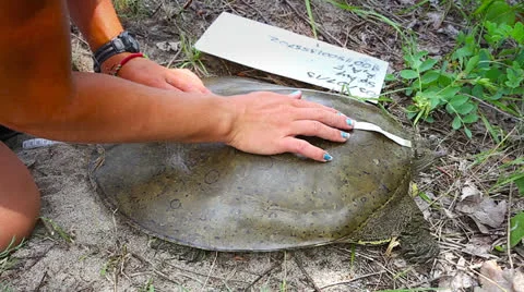 A female Eastern Spiny Softshell is measured as part of a research project Stock Footage 25324555