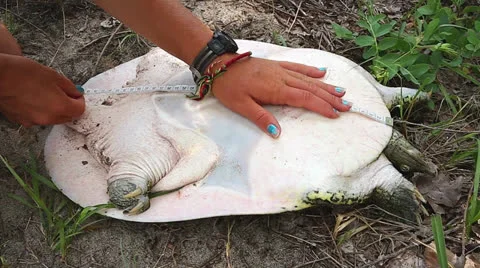 A female Eastern Spiny Softshell is measured as part of a research project Stock Footage 25325493