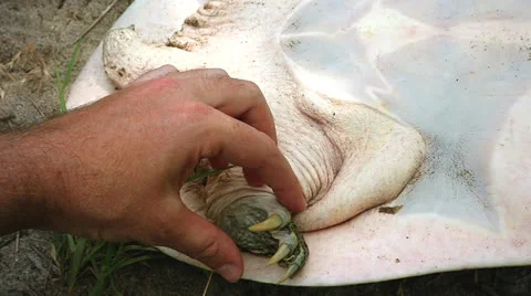 A female Eastern Spiny Softshell is processed as part of a research project Stock Footage 25325599