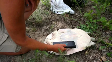 A female Eastern Spiny Softshell is scanned as part of a research project Stock Footage 25325488