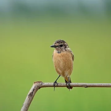 Female eastern stonechat Foto stock