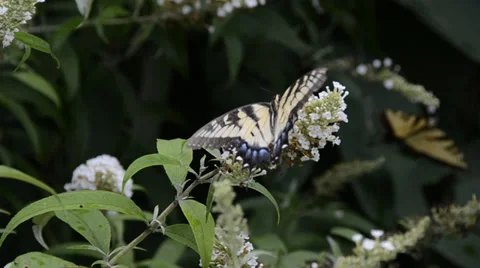 Female Eastern Tiger Swallowtail Stock Footage 27795648