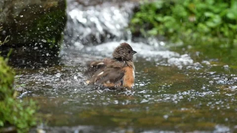 A female Eastern Towhee taking a bath Vídeos de archivo 334664282