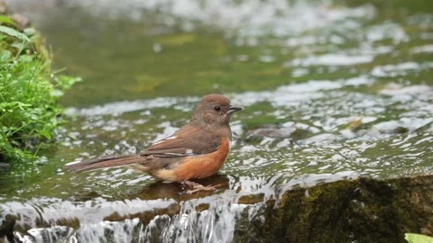 A Female Eastern Towhee taking a bath in a natural rocky stream Vídeos de archivo 335469743