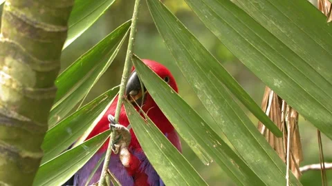 Female Eclectus Parrot Perching and Foraging on Tropical Palm Leaves Stock Footage 328564960