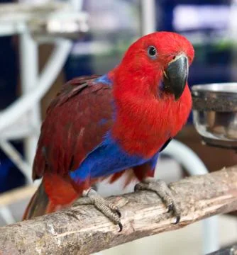 Female eclectus parrot Stock Photos