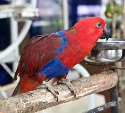 Female eclectus parrot Stock Photos