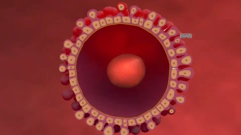 Female egg structure with cytoplasm, nucleus and corona radiata. Video stock 229424379