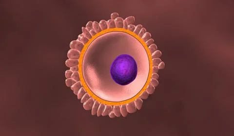Female egg structure with cytoplasm, nucleus and corona radiata. Illustration