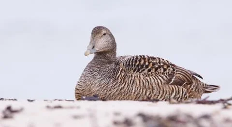 Female eider on a beach Stock Photos