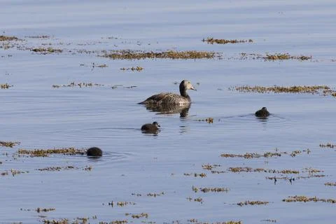 Female eider bird with chicks Fotos Stock