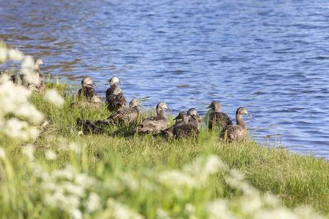 Female eiders stand on the grass on the river bank Fotos Stock