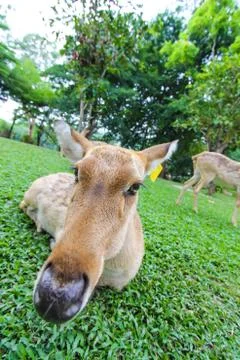 Female eld's deer Stock Photos